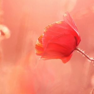 Meet your Posher, Heidi